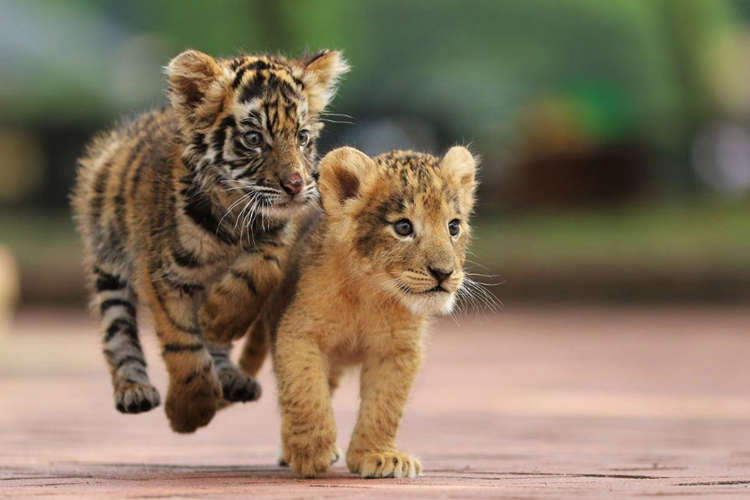 かわいい 大型ネコ科動物の赤ちゃん大集合